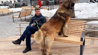 Леонбергер Михей 4 года 85кг. Leonberger Micah 4 years 85kg