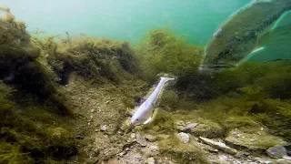 Underwater Swimbait Fishing! (My FAVORITE ONE) - Ultra Clear Water GoPro Footage