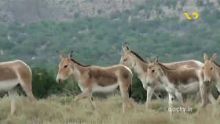 Wildlife of Iran "Wild Ass"