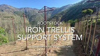 iron Trellis Support System for Ultra High Density Plantation Rootstock || Apples Orchard | Himachal