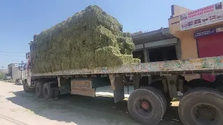 alfalfa hay in Pakistan 03220966288