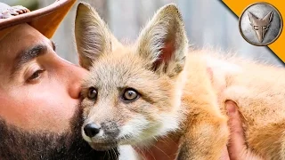 Friendly Baby Fox!