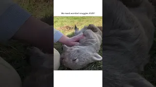 ADORABLE Wombat Loves to Cuddle!