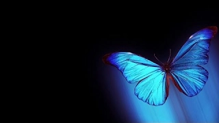 Hologram video 3d Butterfly 4k 2017 video [Mr Plash]