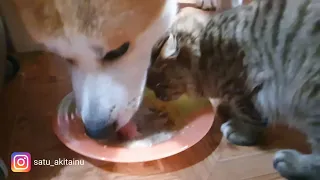 Наглый котенок. Котенок и собака - еда из чужой тарелки. Акита ину и кот.