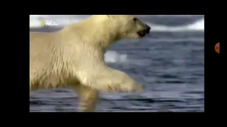 Первая Тройка Самых Опасных Животных Голодные Игры Белый медведь