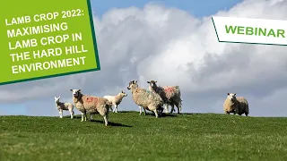 Lamb Crop 2022: Part 2 - Maximising lamb crop in the hard hill environment