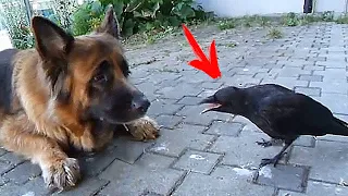 Dog found a crow and dragged it to its crate! Everyone thought that the crow...