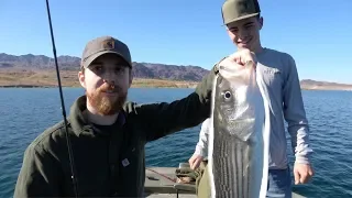 Winter Striped Bass Fishing - 1st Lake Mead Stripers 2020