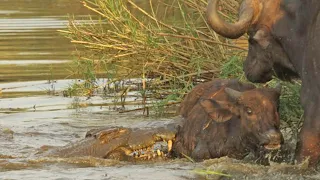 Big Crocodile Attack Big Buffalo