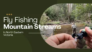 Fly Fishing Mountain streams for trout