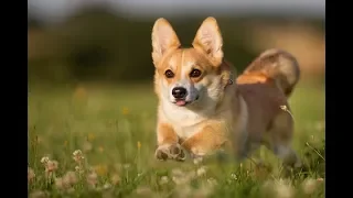 Corgi Work It | Cutest Corgi Video Compilation |