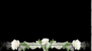 Футаж Бордюр белые розы