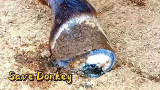 Donkey hooves are like bombs Rotten and smelly inside How to trim and treat donkey hooves？