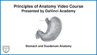 Stomach and Duodenum Anatomy [Abdominal Anatomy 5 of 9]