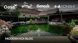 Modern Koi Blog #5985 - Ein gewaltiger Aufzuchtteich und sehr hübsche Eigenzuchten