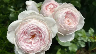 The Rose Garden: David Austin Roses | Kordes | Meilland and More❤️