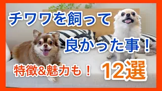 【特徴・魅力・性格】ロングコートチワワ（犬）を飼って良かった事12選！犬を飼うことを検討してる方、犬種を迷ってる方、癒されたい方にオススメ！チワワを飼う前にチェックしてね！