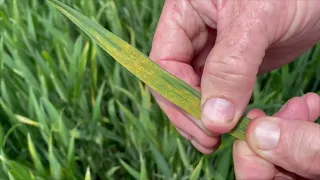 Identifying and managing stripe rust in winter wheat