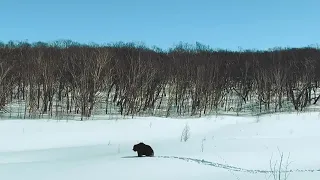 BushTV - Kamchatka Bear