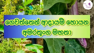 Home Gardening / Organic vegetables