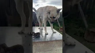 Бакс знакомится с маленьким Чепусиком 🐈🤝🐕 #котенокисобака