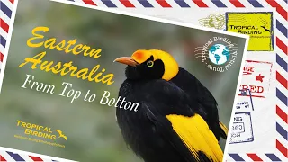 Tropical Birding Virtual Tour of Eastern Australia by Sam Woods