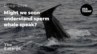 Might we soon understand sperm whale speak? | The Excerpt