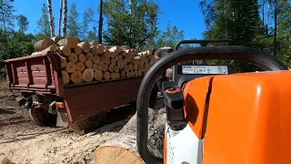 МТЗ 82 ,прицеп 2ПТС6 и STIHL 361 ВСЕ за ДРОВАМИ.