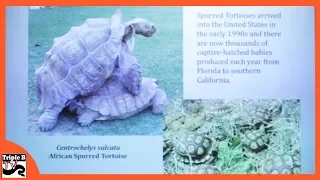 Turtles and Tortoise with Russ Gurley - Triple B TV Ep.188