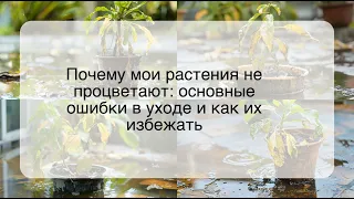 Почему мои растения не процветают: основные ошибки в уходе и как их избежать