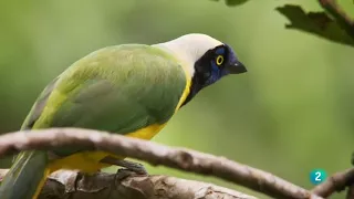 Colombia salvaje  La Serranía de la Macarena, un tesoro escondido de la naturaleza