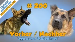 Training mit Aggressivem Schäferhund - Der absolute Vorher - Nachher Vergleich!✅ - TGH 200