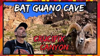 Exploring the Superstition Mountains: Bat Guano Cave and Big Horned Sheep in Crucifix Canyon | Hike!