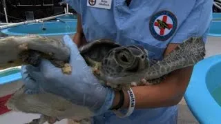 Sea turtles with tumors fill Florida hospital