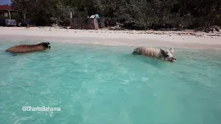 Charlie Bahama Swimming Pigs Of Exuma