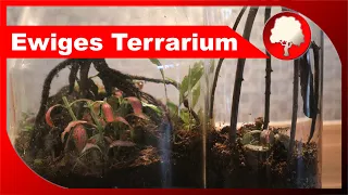 Ewiges Terrarium in einer Flasche gestalten - Flaschengarten - Pflege & Tipps - Großstadtgärtnern