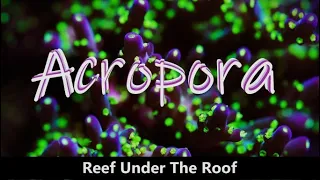 The Fundamentals of Caring for Acropora Coral (Don’t skip any of these!)