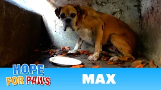 Rescue of a senior dog by the freeway could have gone horribly wrong! #senior