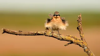 Northern Wheatear - Preening, scratching and shaking