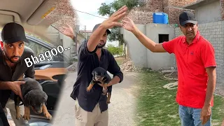 Rottweiler Puppy ko Utha k Sabtain Ghr Se Bhag k Gaon Chla Gea#puppy #vlog @shehrmaindihat