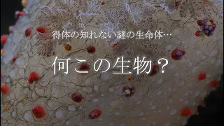 SNSをバズらせる謎の生命体 ～#ハナデンシャ～