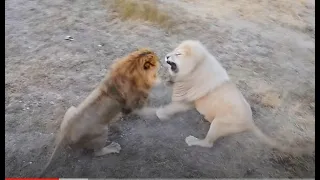 Два ГРОЗНЫХ ЛЬВА меряются силами! Two FORMIDABLE LIONS face off!