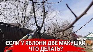 Если у яблони две макушки – что делать?