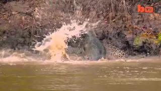 Jaguar vs Caiman: Big Cat Ambushes Reptile In Epic River Battle