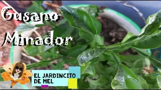 Gusano Minador en cítricos - Control de Plagas