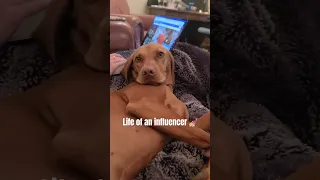 Life of an influencer 🤳🏼#shoshou#shortsfeed #doglover #fypシ #puppy #video