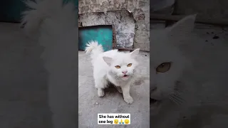 CUTEST Cat without one leg 😔🥺🙏
