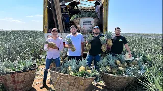 16 meses para comer una piña | Se siembran 43 mil plantas por hectárea para cosechar 80 toneladas