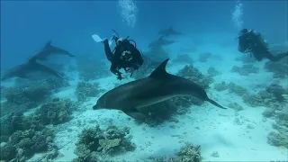 Diving in Hurghada with dolphins